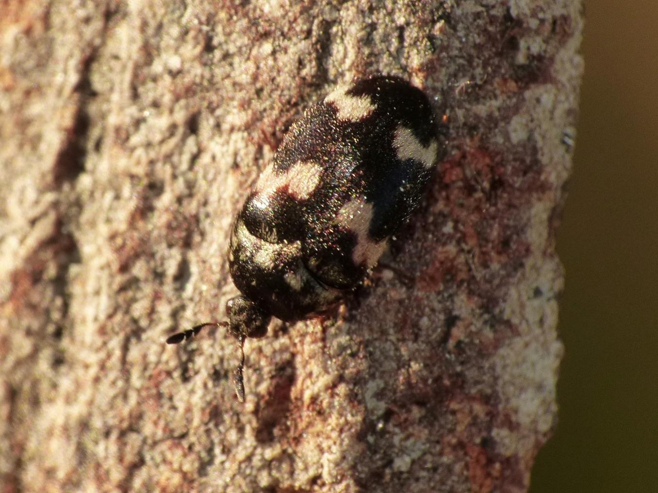 Attagenus sp.? S.